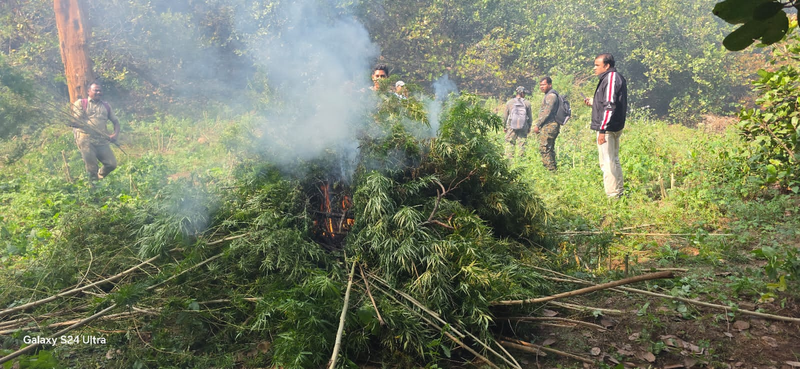 ବେଆଇନ ଗଞ୍ଜେଇ ଚାଷ ଉପରେ ପୁଣି ମୋହନା ପୋଲିସ ଓ ଅବକାରୀ ବିଭାଗ ପଯ୍ୟରୁ ଚଢ଼ାଉ 28ଏକର ଗଞ୍ଜେଇ ଚାଷକୁ ପୋଡି ନଷ୍ଟ l